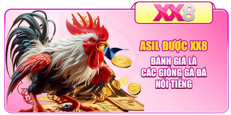 Asil được XX8 đánh giá là các giống gà đá nổi tiếng 